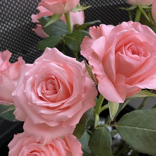 rosen winterhart - steingarten kletterrosen exotische gewächshaus balkon deko 250samen