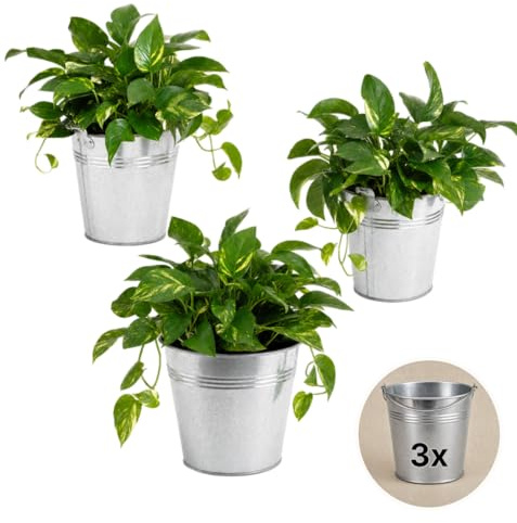 Pflanze Plus | Pothos (Epipremnum aureum) | Lot de 3 plantes avec pot en zinc | Plante d'intérieur facile d'entretien
