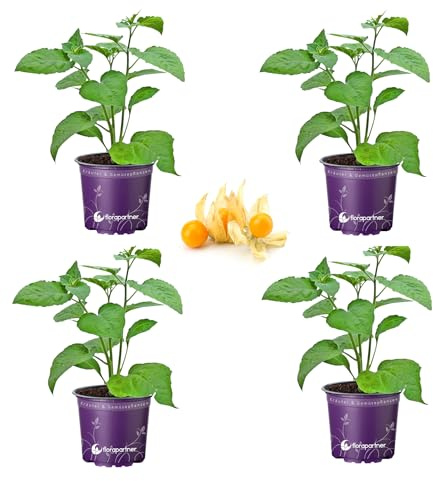 FLORAPARTNER Andenbeere Physalis peruviana Obst Pflanzen 4er Set