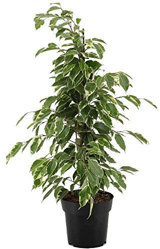 Ficus Golden King Variegated Weeping Fig Plant for Home Office (30-40cm in Pot)