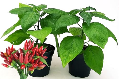 POWERS TO FLOWERS - PEPERONCINO PICCANTE A MAZZETTI RED, 2 PIANTE, Vaso 10cm, piante vere