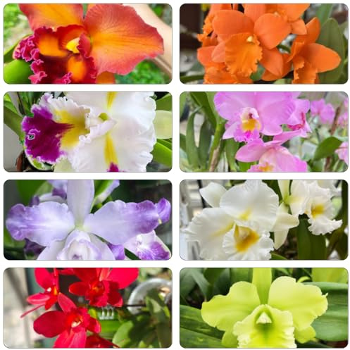 Cattleya indoor kräutergarten mehrjährige blumensamen winterharte stauden für pralle sonne balkon garten pflanzensamen exotisch zimmerpflanze dekopflanzen orchideen winterharte 650samen