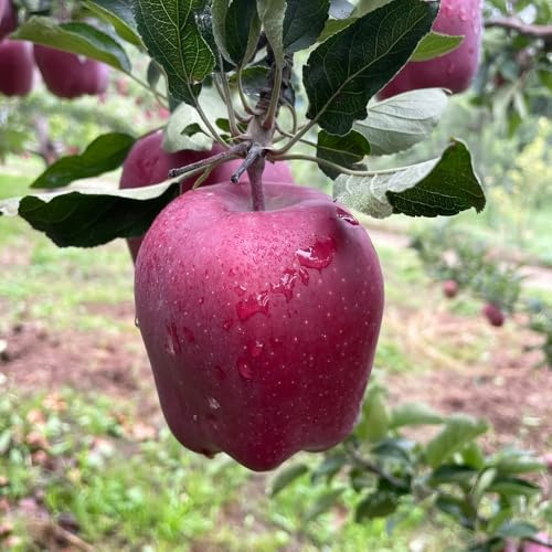 melo - mela vaso resistenti, adatte all'uso esterno, semi di mela in rialzata spalliera giardino roccioso 100semi
