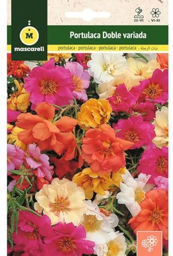 Mascarell Semillas, PORTULACA DOBLE VARIADA, Semillas Flores Exterior para Decoración, 0,5 Gramos