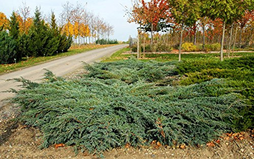 Blauer Kriechwacholder Bodenwacholder Juniperus squamata Blue carpet Containerware 20-30 cm