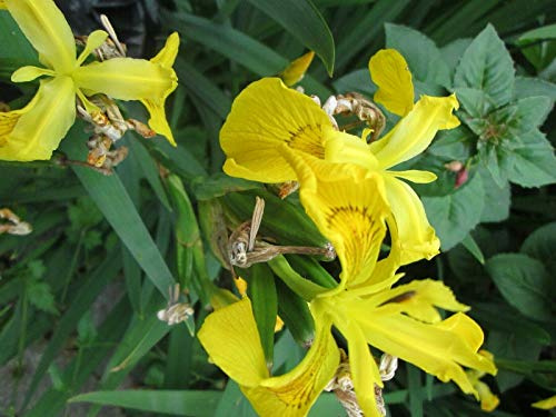 30 Seeds of Iris Yellow Flag