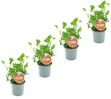 DECOALIVE Geranio Antimosquitos - Pack 4 Plantas Naturales - Plantas Aroma Limón Que Repelen Mosquitos e Insectos