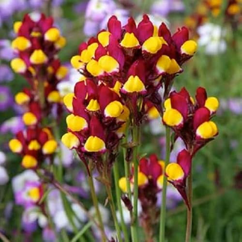 Toadflax Spanish Dancer 10 000 Seeds + Freebie + Plant tag + Linaria ratioulata Cordoba
