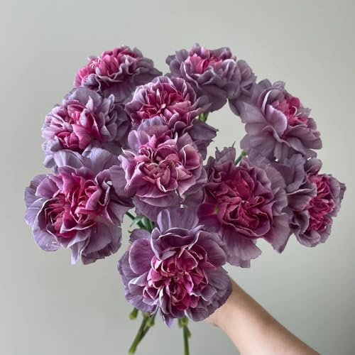 semillas de clavel perennes resistentes - interior exóticas balcones 550pcs