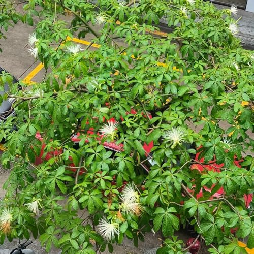 glückskastanie bonsaibaum immergrüne dachbegrünung pflanztöpfe hochbeete für garten balkongarten wildkräuter kräutergarten winterharte stauden für pralle sonne blumengarten exotische 2samen