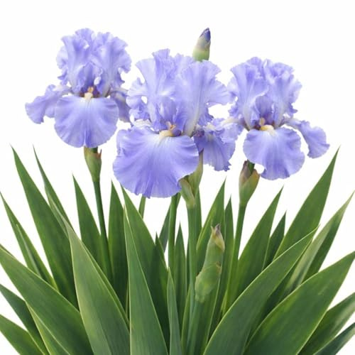 Easy to Grow Bearded Iris Victoria Falls 3 Plant Bulbs - Lavender Blue & White Flowers Spring to Fall, Full Sun Low Maintenance Zones 3-10