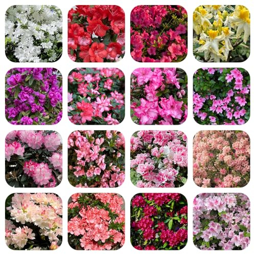 Semillas de rododendro resistentes - decoración jardín azalea orgánicas balcón 120pcs