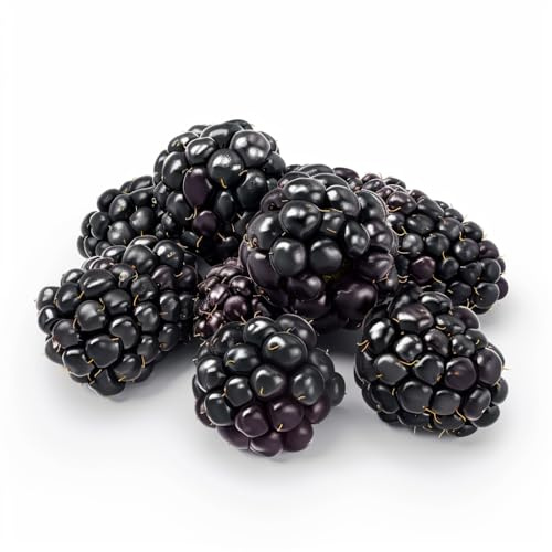100 Semillas de Mora Silvestre - SemiSauvage Permacultura
