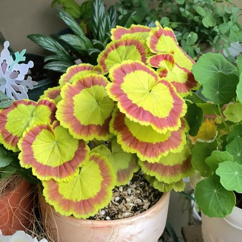 Geranien, balkongewächshäuser geschenke für gärtner bio bodendecker steingartenpflanzen winterhart zimmerpflanzen wohnzimmer deko wildblumensamen balkonpflanzen blumensamen 700Samen