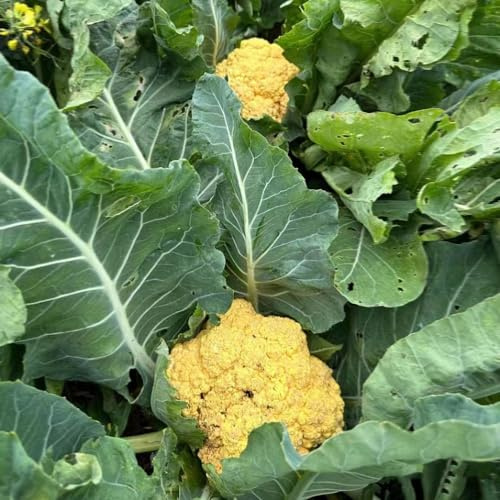 Semi di cavolfiore - balcone serra aromatiche da giardino sostenibili per gli amanti del giardino verdi esotico vecchie varietà di 250pcs