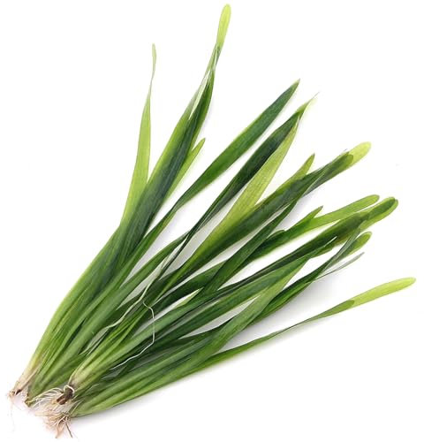 K2AQUA 5 X Vallisneria Americana Vallis Live Aquarium Plants Aquatic Grass Ideal for Freshwater Tropical Tank Aquascapes