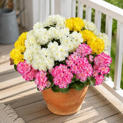 Aisamco 6 Paquetes Geranios Seda Exterior UV Resistente | Flores falsas, Jardin hogar, Jardinera ventana, Patio mesa, Porche terraza, Floracion roja, Resistente UV