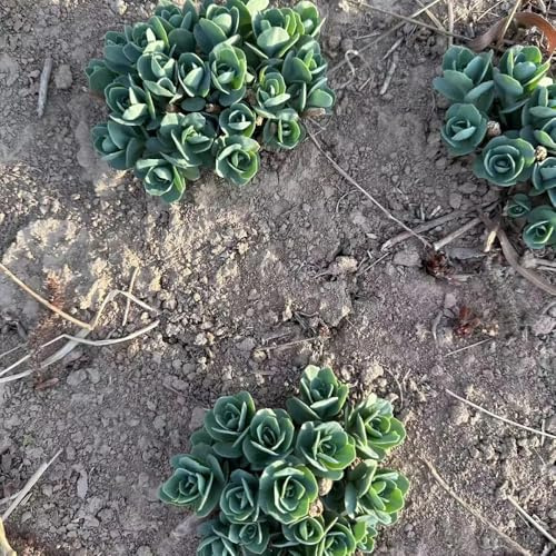fetthenne sedum dachbegrünung bodendecker winterhart mehrjährig gartenblumen mehrjährig winterhart balkonpflanzen frühling kräuterpflanzen gartensamen indoor garten pflanzendeko 200samen