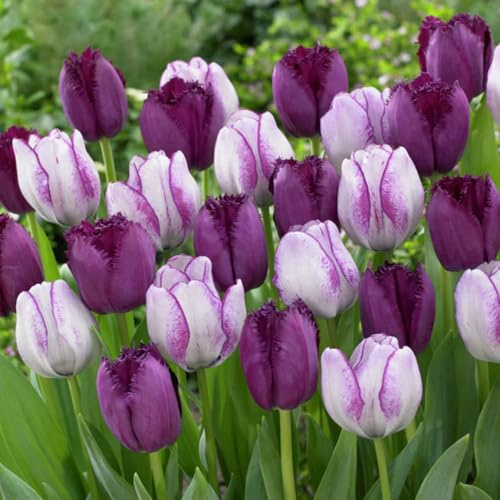 Tulpen - Winterhart Mehrjährig, Farbenfrohe Mischung, Einfach anzubauen, Perfekt für Anfänger, Ideal für Garten und Balkon-4Rhizome-F