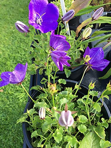 2 X 1 Litre Plants of Campanula Medium Canterbury Bells - Blue Flowering - 2 x 1 Litre Plants