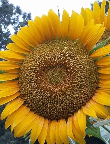 Giant Sunflower | Single Yellow | Hellianthus Annus 500 Seeds (Seed Count, 500, Count)