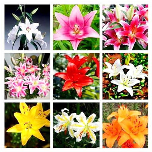 Giglio fresco e profumato - bulbi di giglio, adatti per la piantagione all'aperto-10 bulbi-A