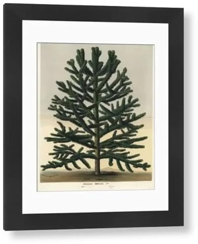 Media Storehouse Endangered Monkey Puzzle Tree, Araucaria araucana Framed Print - Modern Frame 22x18 (58x48cm) (23175766)
