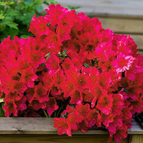 Azalea Arabesk Plant - Red Spring Flowering Outdoor Garden Shrub - Hardy Evergreen Plant for Bedding, Borders, Containers, Pots (1 Litre Pot, 15-25cm)
