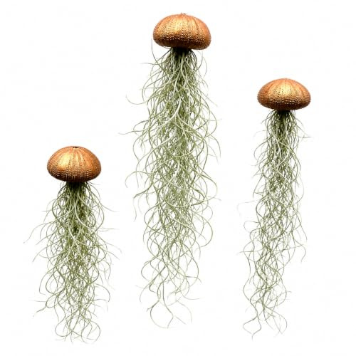 Tillandsien Luftpflanzen 3er Set – Quallenpflanzen mit bronzefarbenen Seeigeln – Echt & pflegeleicht – Bromeliengewächse mit Spanischem Moos – Halterung für Zuhause – Trendyairplants