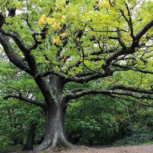 8 piezas Semillas de roble - semillas de árboles árboles jardín resistente Comprar Semillas de Roble - Los árboles compran regalos de sostenibilidad. regalos de jardín para mujeres