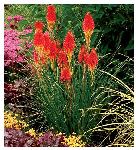 Stauden Gänge 1 x Kniphofia 'Papaya Popsicle' (Winterhart/Staude/Dauerblüher/Bienenferundlich/Mehrjährig) Fackellilie - Hingucker der den ganzen Sommer über bis tief in den Herbst hinein blüht