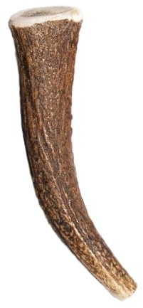 BAUTASTIC Corno di Cervo Per Cani Intero - Taglia M - Ossa da masticare per cani da 10 a 20Kg - Masticativo 100% Naturale - Salute Dentale - Ricco di minerali