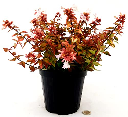 POWERS TO FLOWERS - ABELIA VARIEGATA VERDE/ARANCIO, vaso 12CM, pianta vera