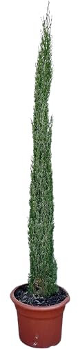 Zypresse - Cupressus Sempervirens Totem - Italienische Winterharte Zypresse - immergrün - Toskanische zypresse - TOTEM 140 CM -