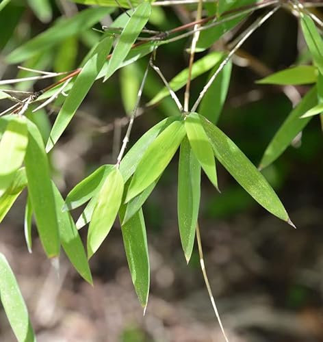 Gartenbambus Lolliloops 40-60cm - Fargesia murielae