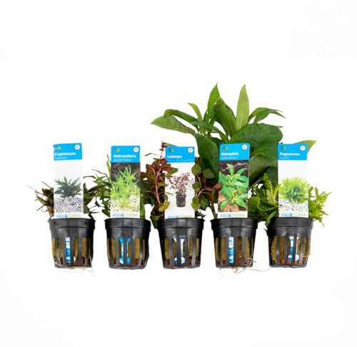 Bloomique - 5er Set - Aquarium Pflanzen Echt - Aquarium Zubehör - Wasserpflanzen - Reinigend - Sauerstoff - Pogostemon, Heteranthera, Wasserkelch, Riesen-Wasserfreund, Ludwigie - Höhe 15-20 cm