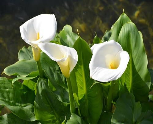 100 graines de fleurs de lys calla blanches