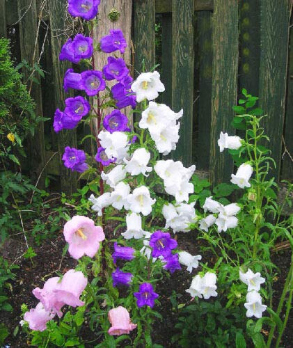 Fresh Seeds - Bells Mix - 50 Seeds - Cup and Saucer Campanula Medium calycanthema:Seeds Only