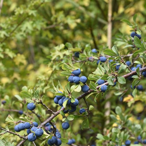 semi di prugnolo comprare da frutto prugnolo da frutto colonnari nani, resistenti colonnare balcone raro colonnari esotico semi di frutteto 30pcs