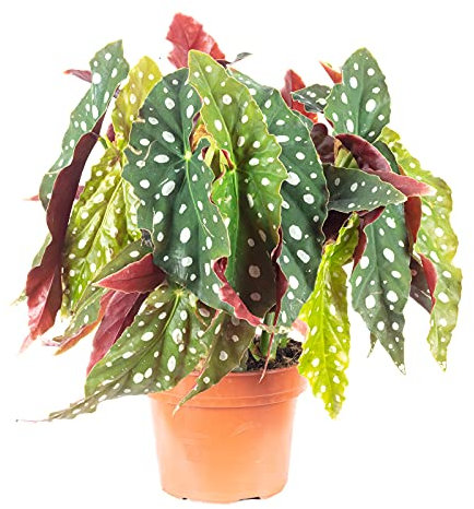 Begonia Maculata NATURAL Planta Ornamental para el Interior de la Casa