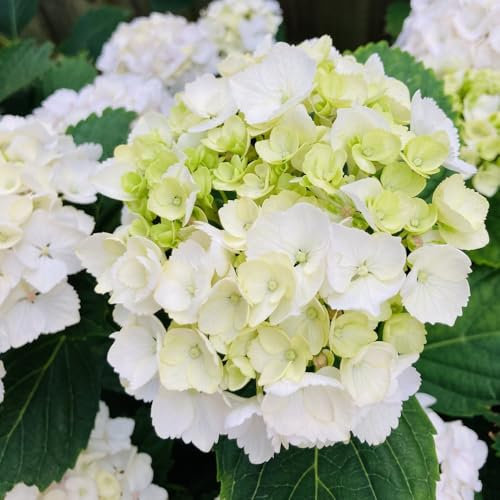 Hydrangea macrophylla 'Mme E. Mouillere' – Large Creamy White Flowers, Pink or Blue Tint with Soil pH, RHS AGM Award-Winning Hydrangea for Containers - 2X 3.6 Litre Potted Plant by Thompson & Morgan