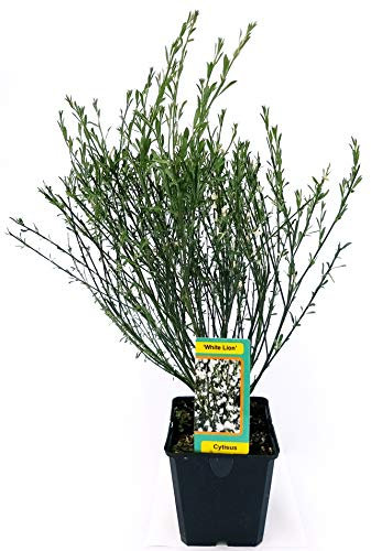 POWERS TO FLOWERS - GINESTRA BIANCA, pianta vera