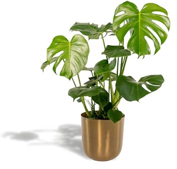 Monstera Deliciosa – ↨80cm – Ø21cm inkl. Topf Mayk Gold – Trendige Zimmerpflanze mit großen Fensterblättern – Luftreinigende Tropenpflanze im edlen Goldtopf