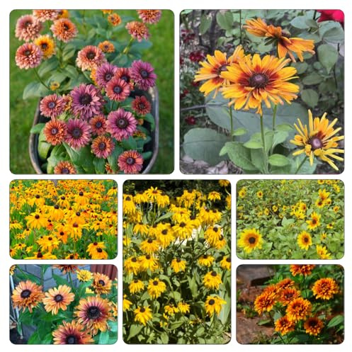Sonnenhut - herbstblumen winterhart blumenbeet balkon bodendecker blumensaat kräuterpflanzen balkonpflanzen frühling bonsai topf mehrjährige stauden winterhart indoor garten 300samen