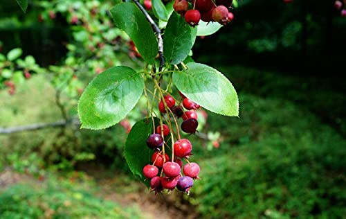 Echte Felsenbirne Amelanchier rotundifolia Pflanze 15-20cm Felsenmispel Rarität