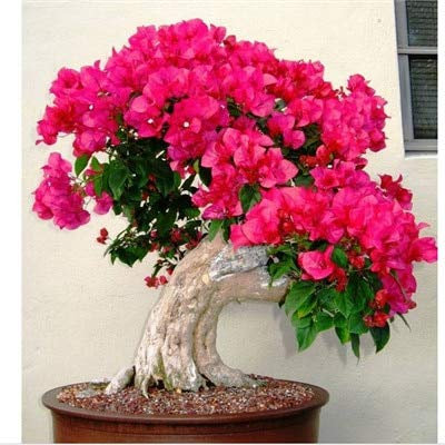 Graines de fleurs de bougainvilliers à planter en rose paquet de 100 graines