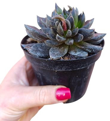 Echeveria black knight succulenta da collezione pianta grassa nera viola