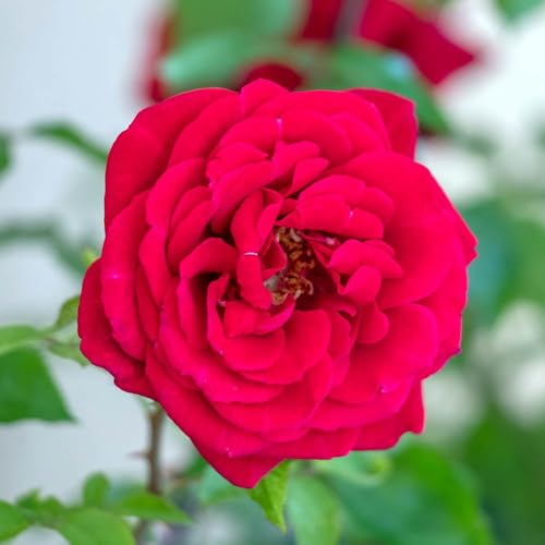 YouGarden Rose 'Red Rumble' Bare Root Rose, Hybrid Tea, Fragrant Red Blooms, Garden Colour, Ready To Plant