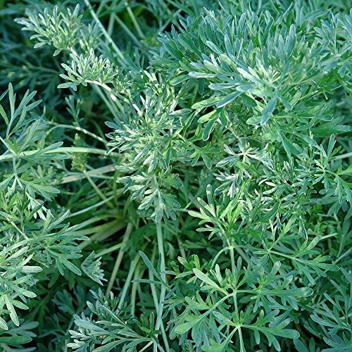 Palm Beach Medicinal Herbs - Wormwood (Artemisia Absinthium) - Packet of 75 Seeds
