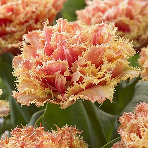 5 x Tulipa Double Fringed Brisbane - Spring Flowering Bulbs – Double Blooms of Pastel Hues – A Symbol of Spring – Perennials – for Your Beautiful Garden